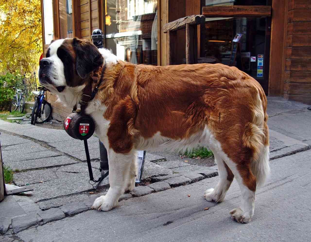 сенбернар с бочонком на шее — рейтинг лучших собак для квартиры sova.live